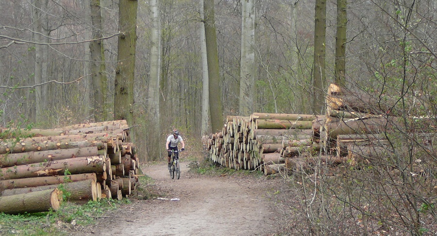 Die traditionell multifunktionale Forstwirtschaft in Deutschland ermöglicht die Produktion des nachwachsenden Rohstoffes Holz zusammen mit Waldfunktionen wie Erholung, Wassergewinnung, Naturschutz, Lärmschutz usw..